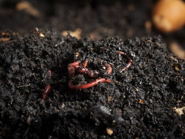 EARTHWORMS EARTHWORMS